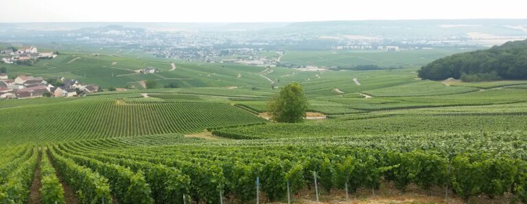 TOUT SUR LE CHAMPAGNE EN MOINS DE DIX MINUTES