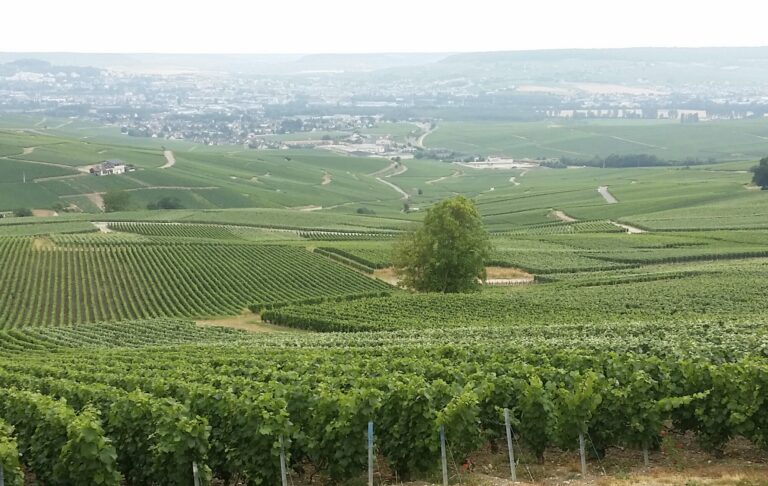 DE VIGNE EN VIGNE, LES CONQUÊTES DU GRAND NÉGOCE EN CHAMPAGNE