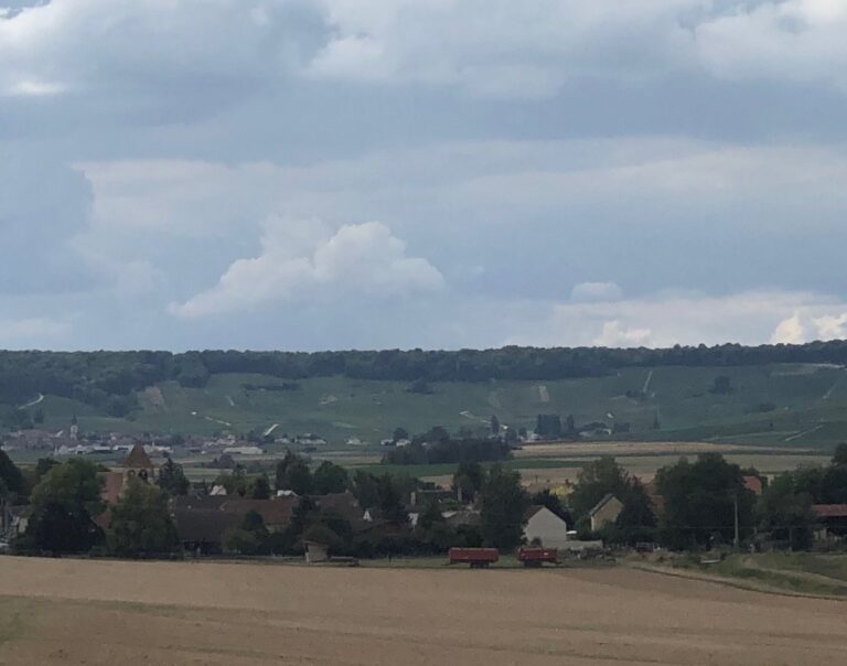 EN CHAMPAGNE LA VENDANGE SERA BELLE ET PARFOIS MOROSE