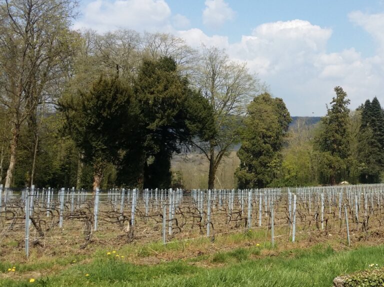 CORONAVIRUS : LA CHAMPAGNE FAIT FACE