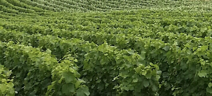 LA CHAMPAGNE GÈRE UNE CRISE HISTORIQUE