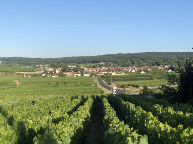 VENDANGES EN CHAMPAGNE : VERS UNE NOUVELLE ANNÉE SUBLIME, MAIS RESTREINTE