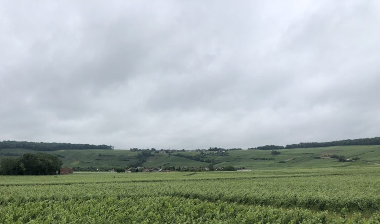 RENDEMENT À TIROIR POUR LES VENDANGES  EN CHAMPAGNE