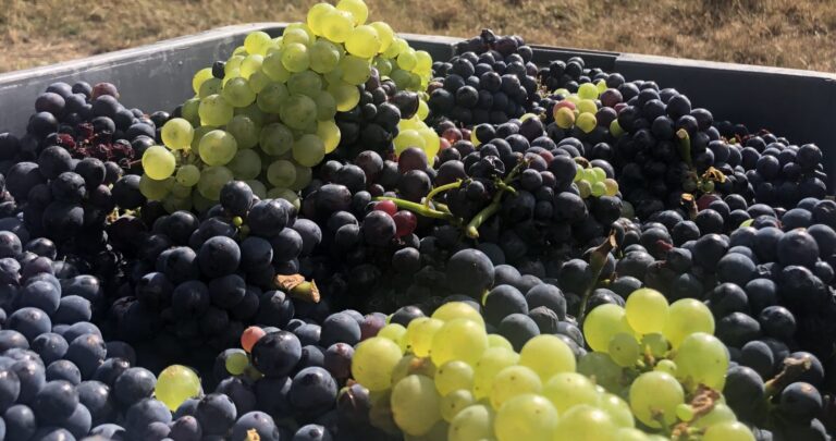 EMBELLIE : LA CHAMPAGNE PRÉVOIT DE PRODUIRE 300 MILLIONS DE BOUTEILLES