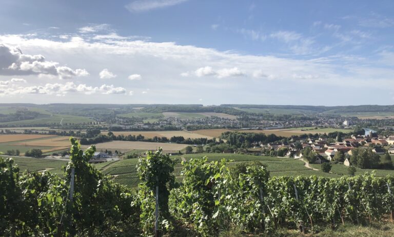 VENDANGE EN CHAMPAGNE : UNE FRAUDE SOCIALE DE PLUSIEURS MILLIONS