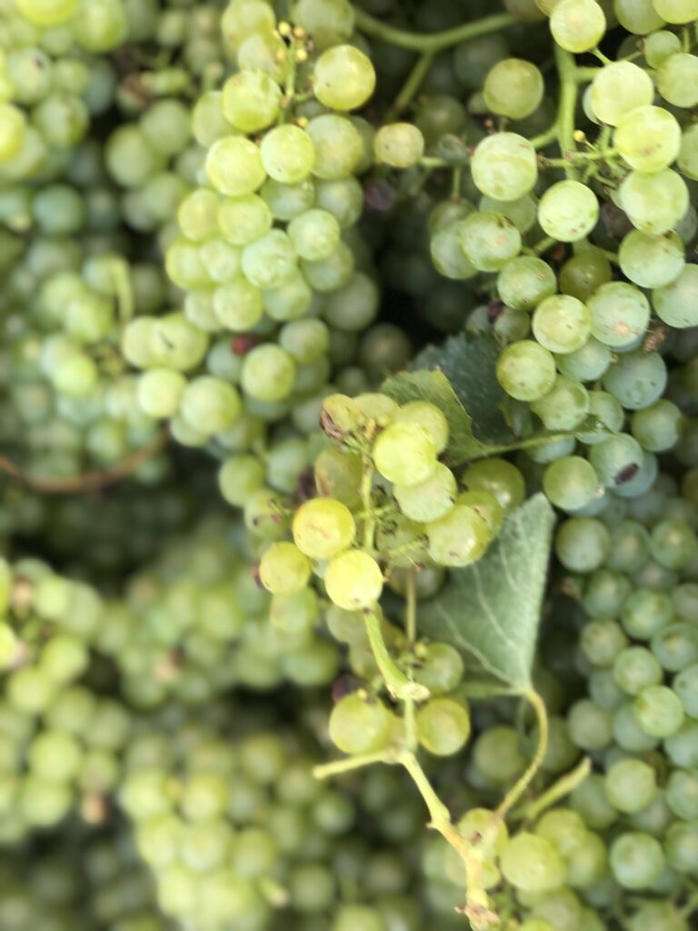 L’ENVIE DE CHAMPAGNE EST LÀ, IL FAUT Y REPONDRE
