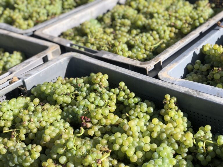 PRISON FERME CONFIRMÉE  POUR DES VENDANGES PROCHES  DE L’ESCLAVAGE EN CHAMPAGNE