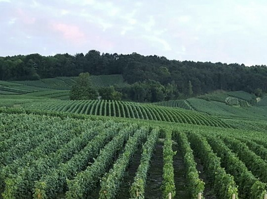 LA CHAMPAGNE SOUS LES MEILLEURS AUSPICES , LE RENDEMENT DE LA VENDANGE EST FIXÉ  À 12000 KILOS 