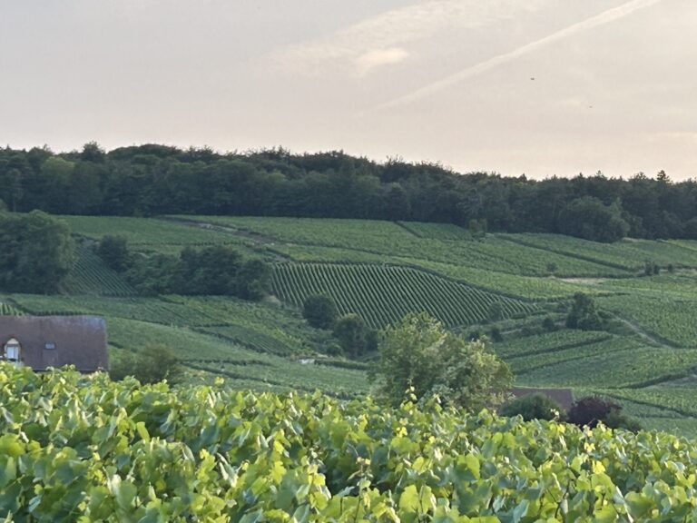 VENDANGES EN CHAMPAGNE : LES CHOIX SONT FAITS