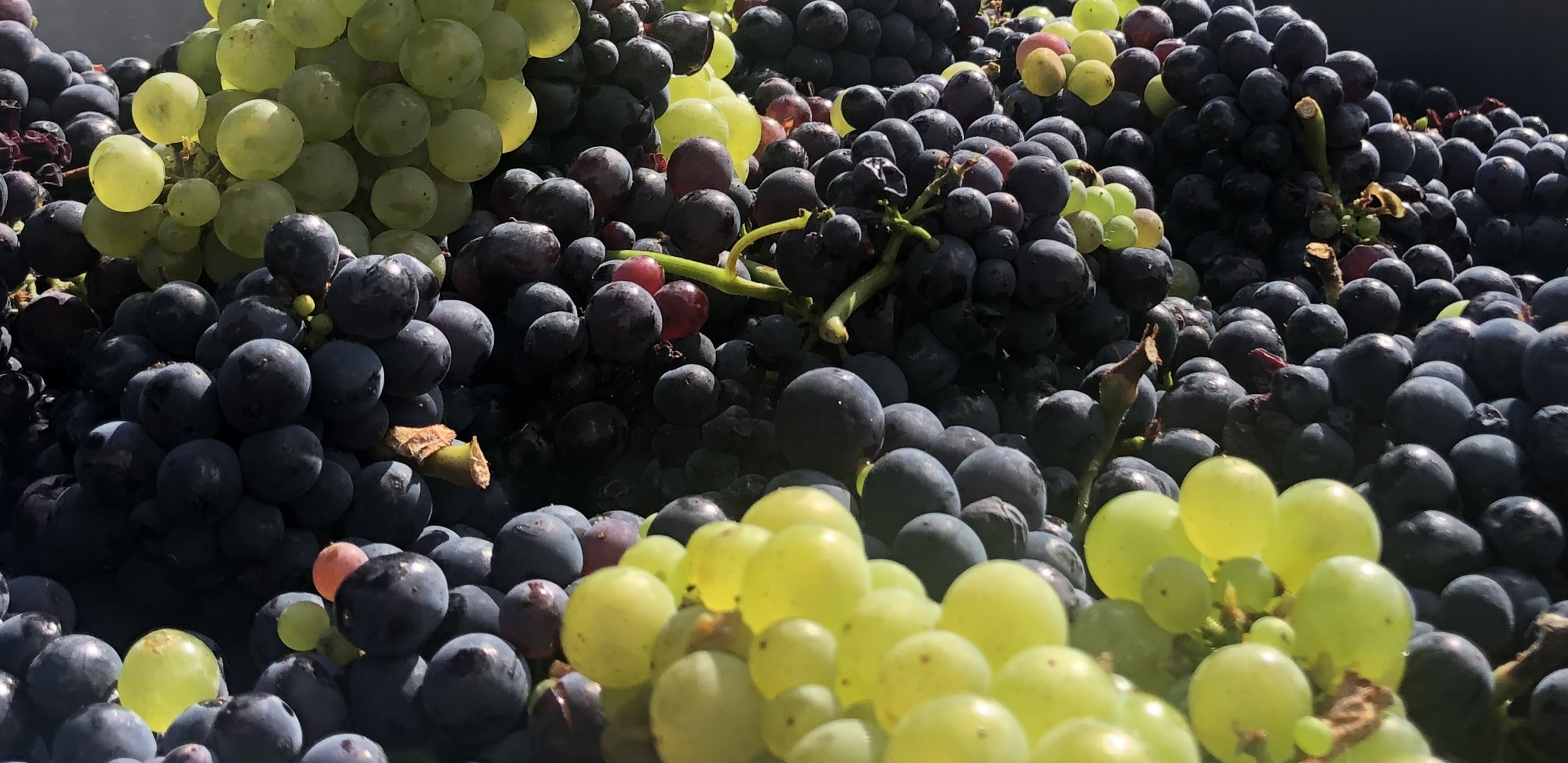 VENDANGES EN CHAMPAGNE : LE PIRE ET LE MEILLEUR