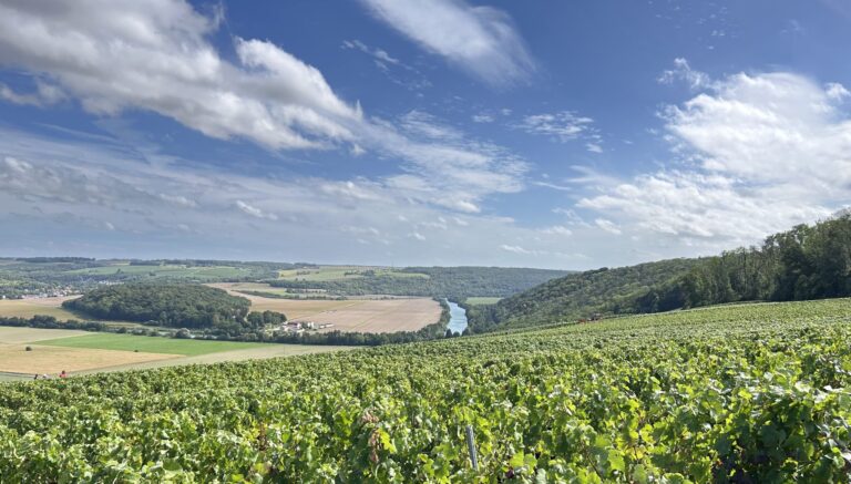 LE PLAISIR DE LA VENDANGE, À BONNEIL EN CHAMPAGNE
