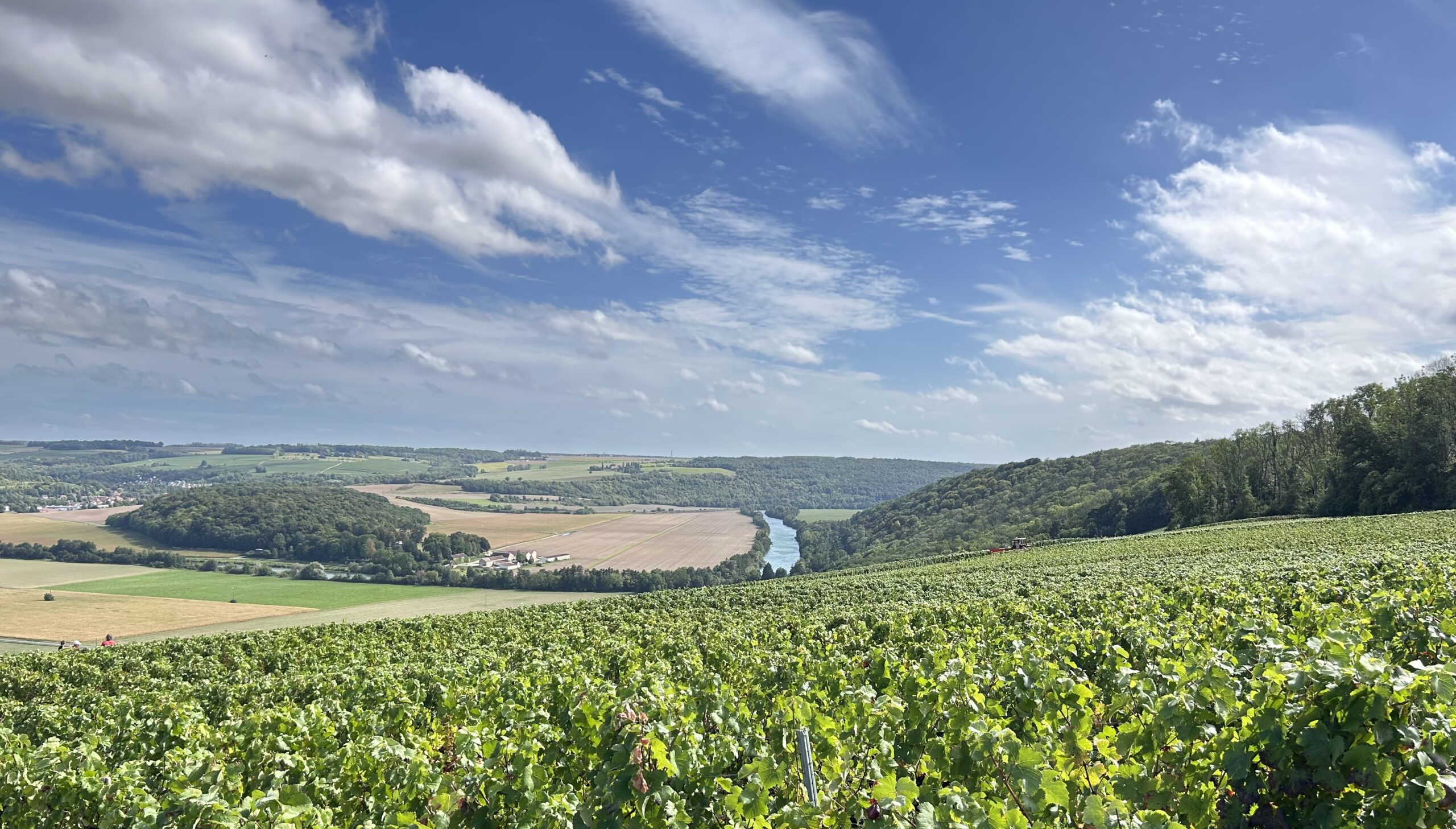 LE PLAISIR DE LA VENDANGE, À BONNEIL EN CHAMPAGNE