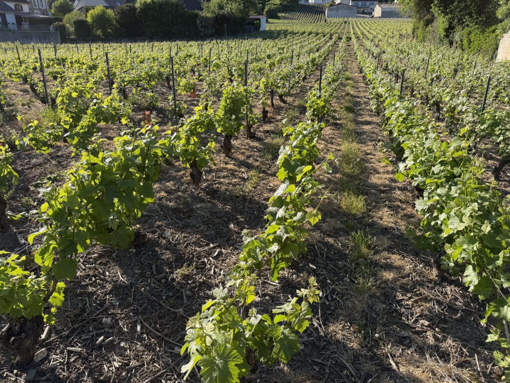 La vigne sauvée du gel par les bougies