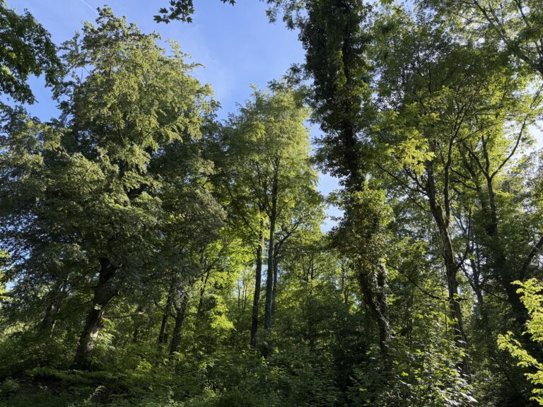 POUR DÉCOUVRIR LES PÉPITES DE LA MONTAGNE DE REIMS, SUIVEZ LE GUIDE !
