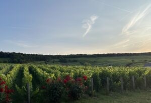 LA CHAMPAGNE FAIT LE CHOIX D’UN RENDEMENT HISTORIQUEMENT BAS POUR GÉRER UNE SITUATION PRÉOCCUPANTE