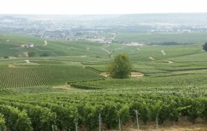 AIRE D’APPELLATION CHAMPAGNE : ON NE CHANGE RIEN